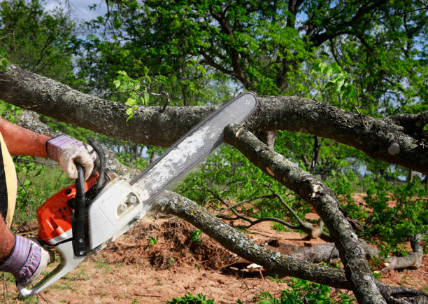 Trusted Poinciana, FL Tree Removal Experts